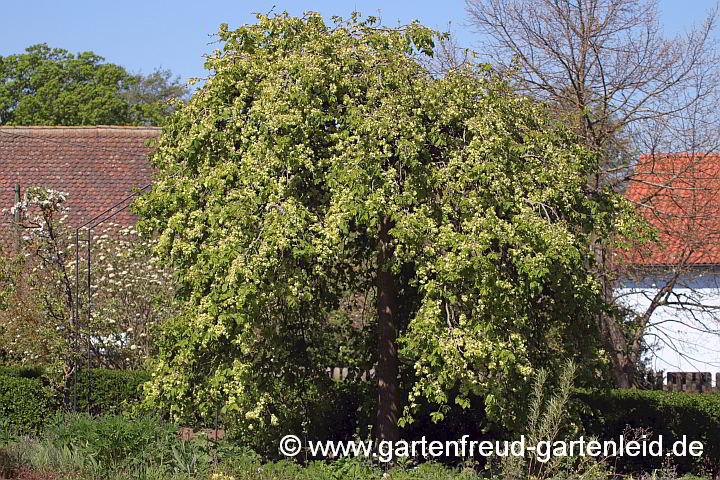 Ulmus glabra 'Camperdownii' – Lauben-Ulme