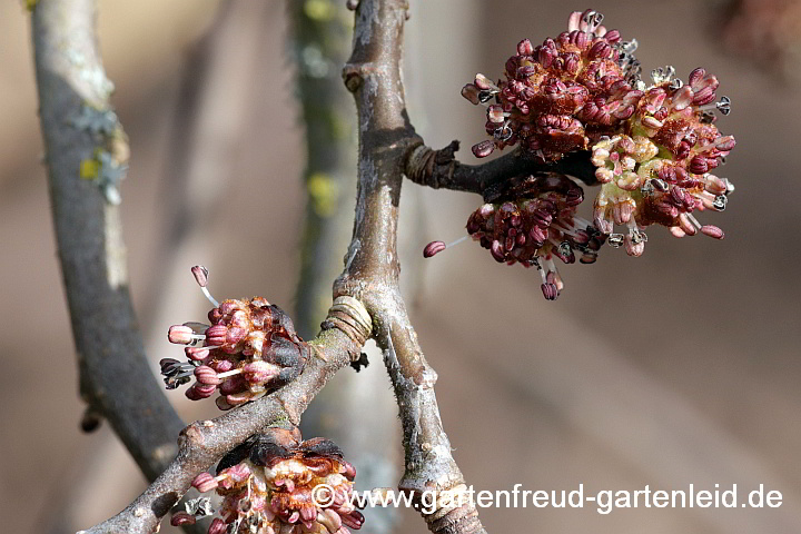 Ulmus glabra 'Camperdownii' – Lauben-Ulme, Blütenstände