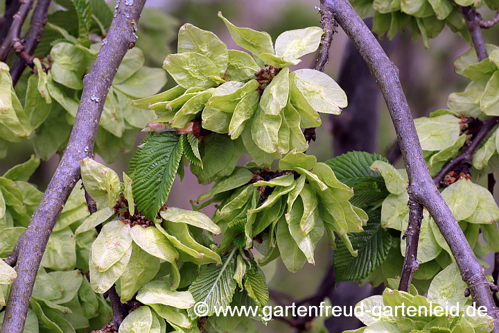 Ulmus glabra 'Camperdownii' – Lauben-Ulme, Fruchtschmuck