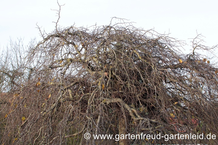 Ulmus glabra 'Camperdownii' &ndash; Lauben-Ulme im Herbst