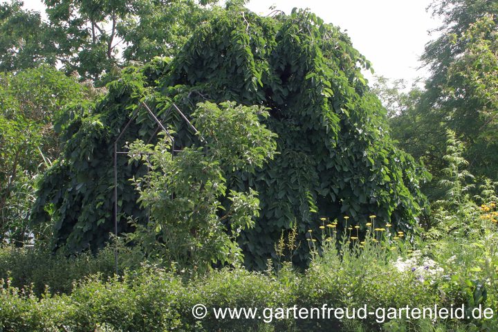 Ulmus glabra 'Camperdownii' &ndash; Lauben-Ulme