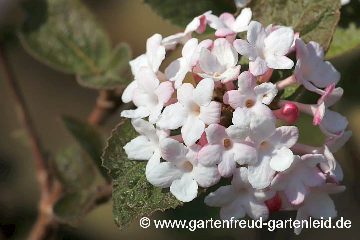 Viburnum carlesii – Koreanischer Duft-Schneeball, Blüten