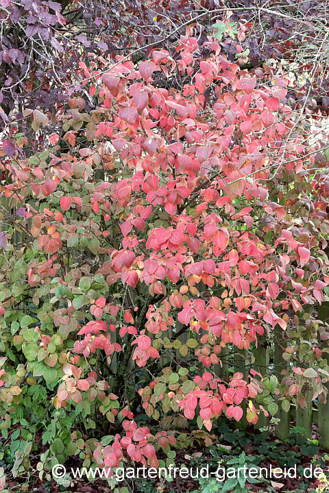Viburnum carlesii – Koreanischer Duft-Schneeball im Herbst