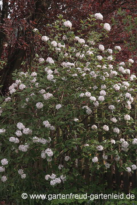 Viburnum carlesii – Koreanischer Duft-Schneeball