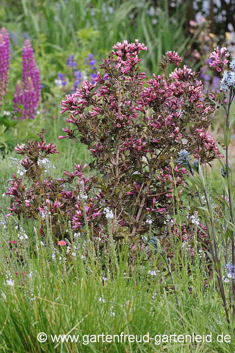 Weigela florida 'Purpurea' – Liebliche Weigelie, Rotblättrige Weigelie