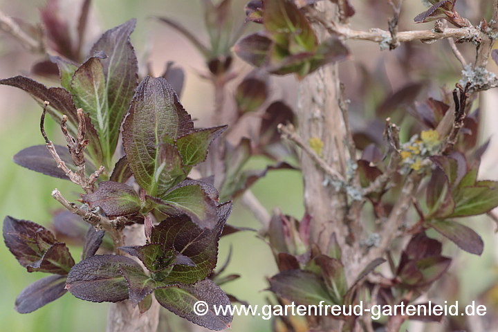 Weigela florida 'Purpurea' (Liebliche Weigelie, Rotblättrige Weigelie) – Austrieb