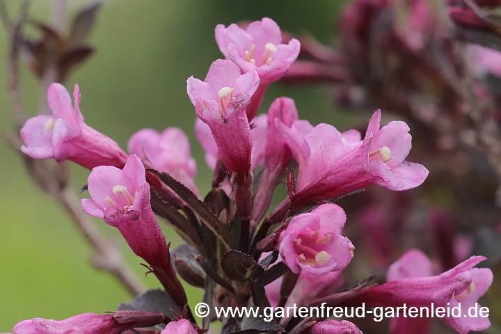 Weigela florida 'Purpurea' – Rotblättrige Weigelia, Blüten