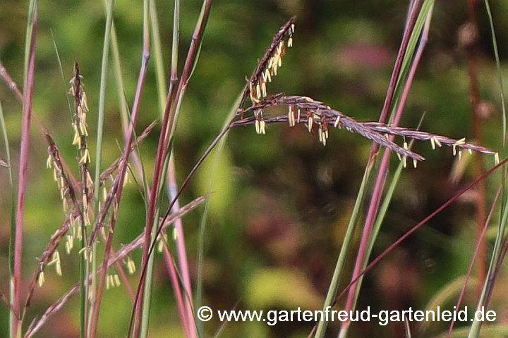 Andropogon gerardii – Gerards Präriegras/Blauhalm, Blüten