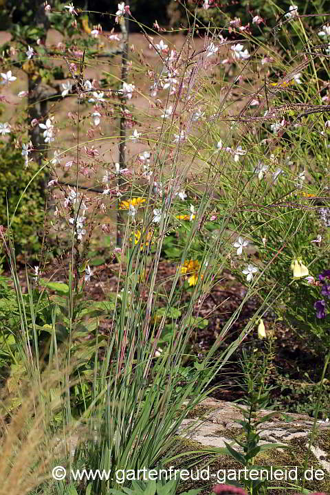 Andropogon gerardii vor Gaura lindheimeri