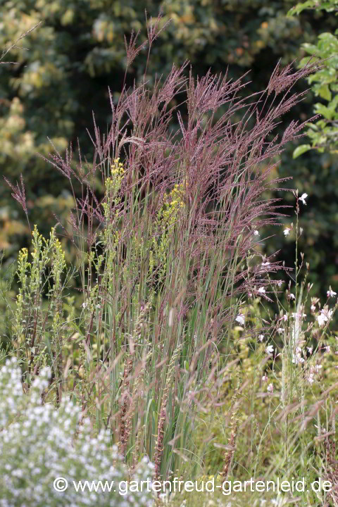 Andropogon gerardii – Blauhalm, Gambagras