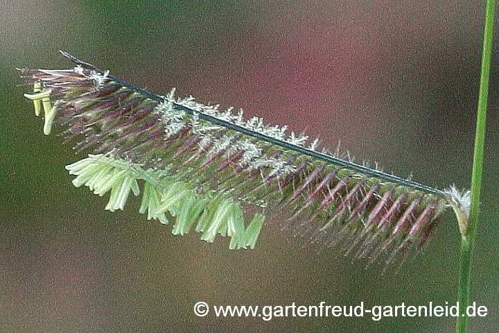 Bouteloua gracilis – Moskitogras