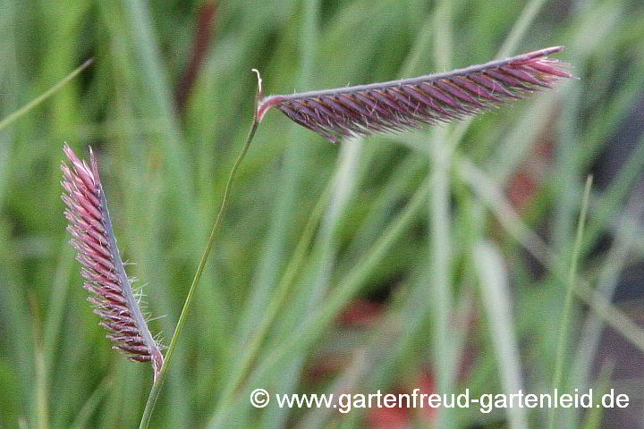 Bouteloua gracilis – Moskitogras