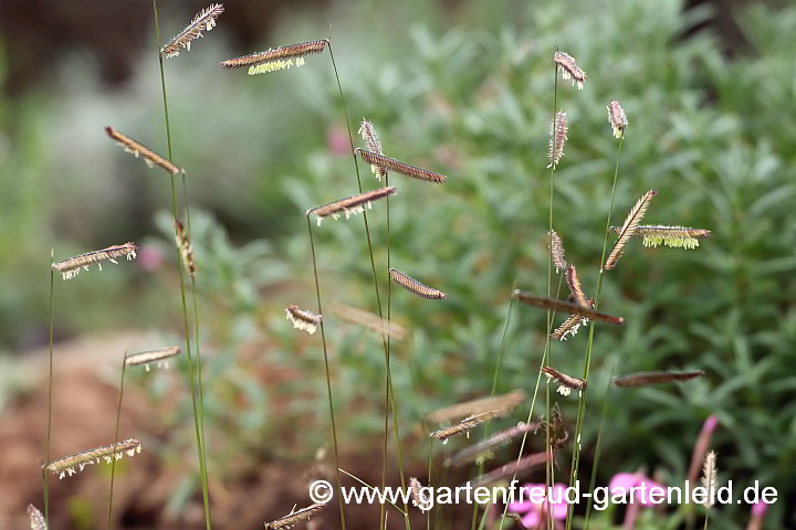 Bouteloua gracilis – Moskitogras