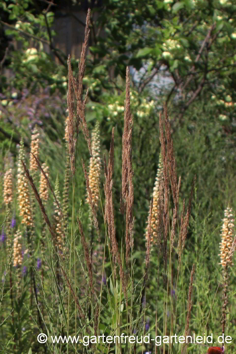 Calamagrostis x acutiflora (Garten-Reitgras) 'Karl Foerster' mit  Digitalis ferruguinea