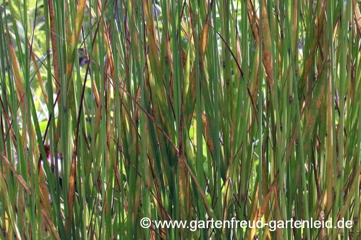 Calamagrostis x acutiflora 'Karl Foerster' (Garten-Reitgras) mit Pilzerkrankung