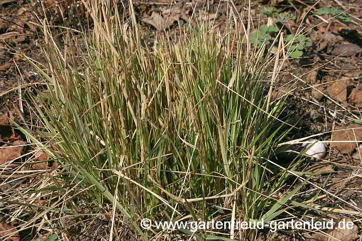 Calamagrostis x acutiflora 'Overdam' – Garten-Reitgras, Austrieb