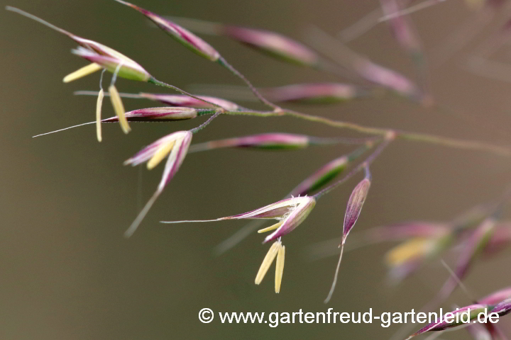 Calamagrostis brachytricha – Diamant-Reitgras, Blüten