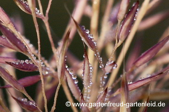Calamagrostis brachytricha – Diamant-Reitgras mit Tau
