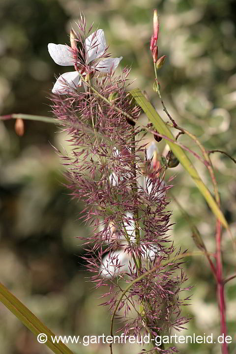 Calamagrostis brachytricha mit Gaura lindheimeri