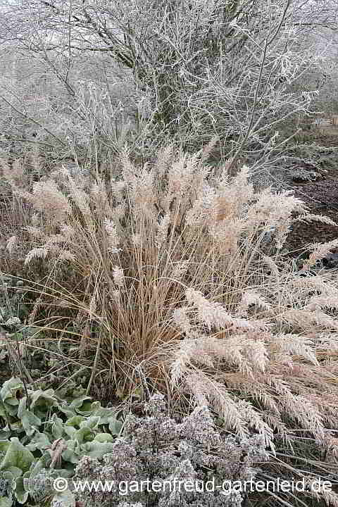 Calamagrostis brachytricha – Diamant-Reitgras mit Reif