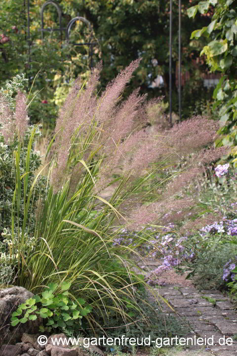 Calamagrostis brachytricha – Diamant-Reitgras