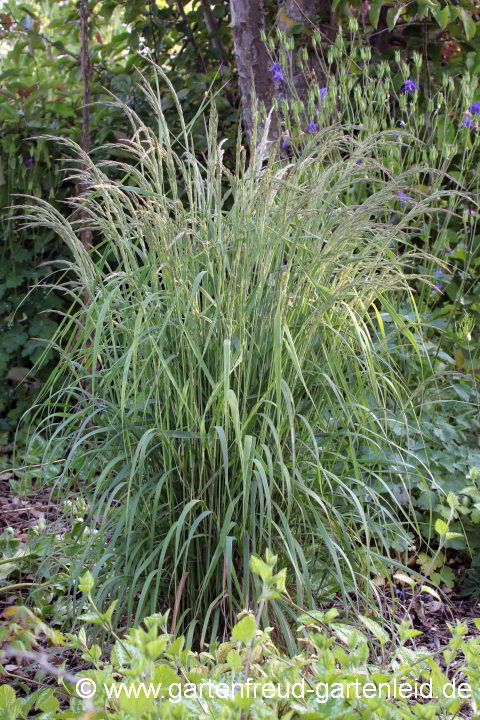 Calamagrostis varia – Berg-Reitgras zu Blühbeginn