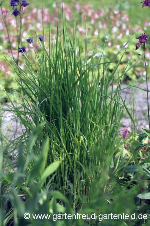 Calamagrostis varia – Berg-Reitgras im Juni