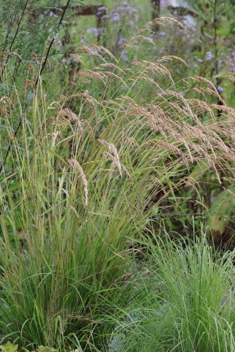 Calamagrostis varia – Diamant-Reitgras verblüht