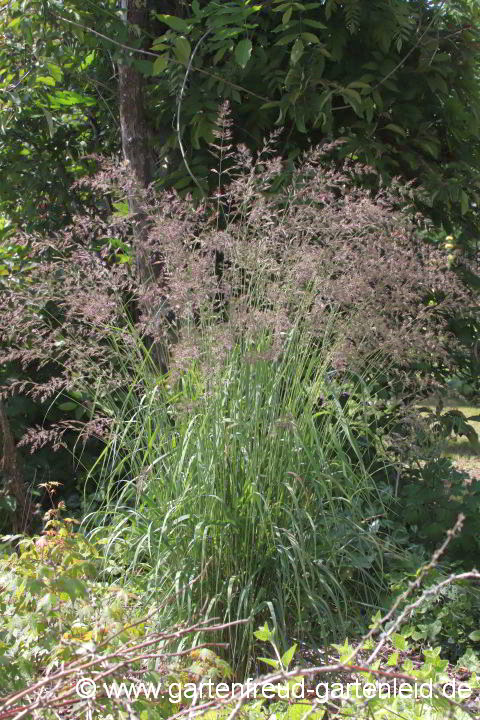 Calamagrostis varia – Berg-Reitgras