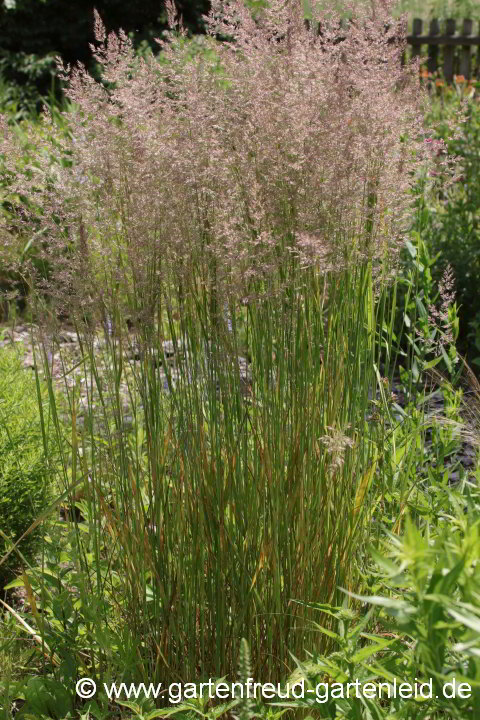 Calamagrostis x acutiflora 'Karl Foerster' – Garten-Reitgras, Gartensandrohr