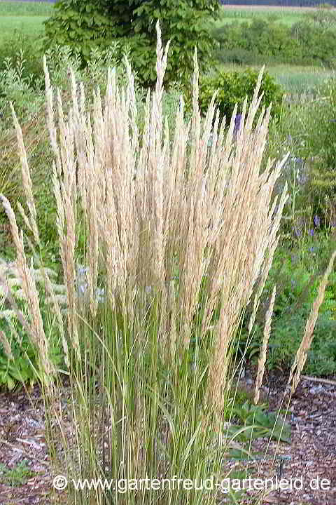 Calamagrostis x acutiflora 'Overdam' – Garten-Reitgras, Gartensandrohr