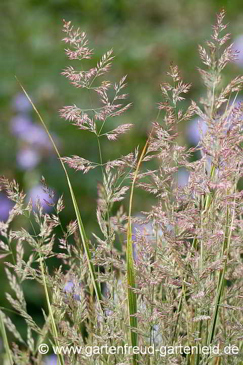 Calamagrostis x acutiflora 'Overdam' – Garten-Reitgras, Gartensandrohr