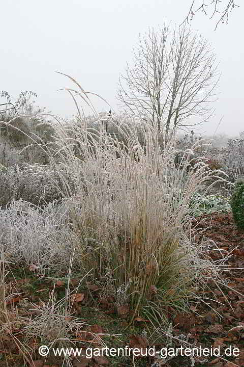 Calamagrostis x acutiflora (Garten-Reitgras) 'Overdam' – Garten-Reitgras mit Reif