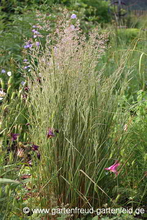 Calamagrostis x acutiflora 'Overdam' – Garten-Reitgras, Gestreiftes Reitgras, Gartensandrohr