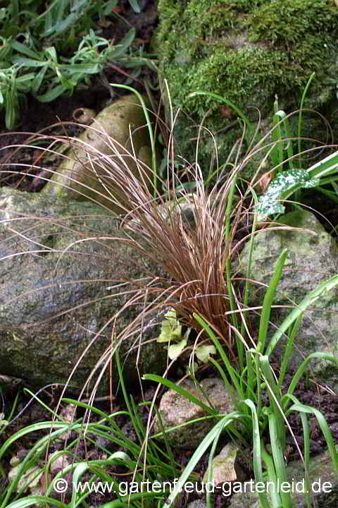 Carex buchananii – Buchanan-Segge, Fuchsrote Segge