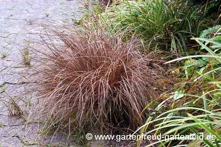 Carex buchananii – Buchanan-Segge, Fuchsrote Segge