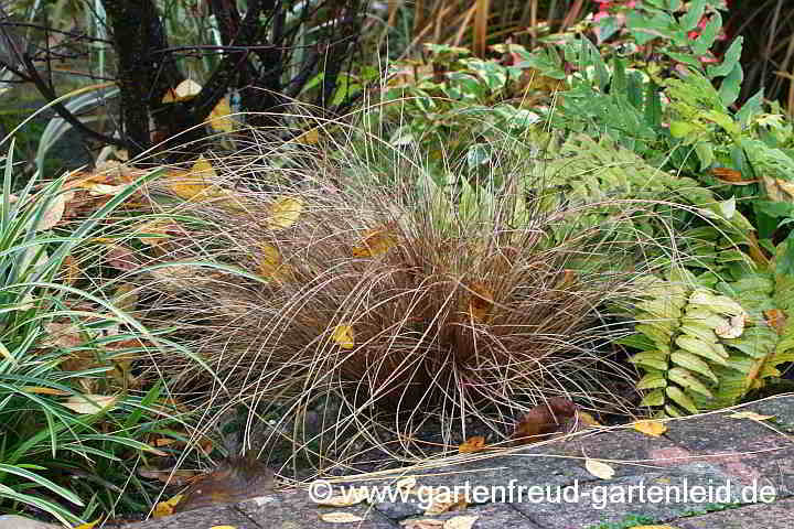 Carex buchananii – Buchanan-Segge, Fuchsrote Segge