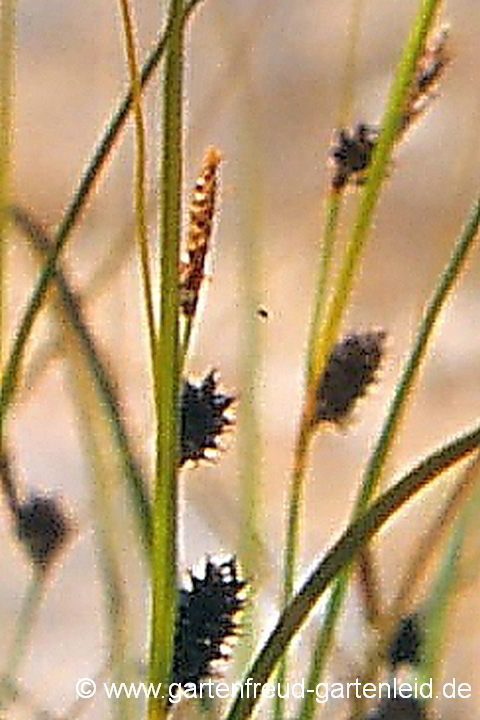 Carex dipsacea – Neuseeland-Segge