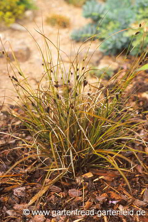 Carex dipsacea – Neuseeland-Segge