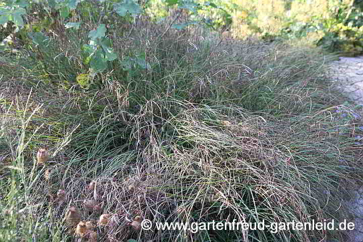 Carex flacca – Blaugrüne Segge