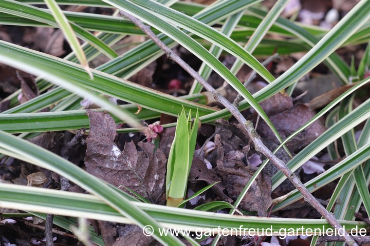Carex foliosissima 'Ice Dance' – Teppich-Japan-Segge, Ausläufer Carex foliosissima 'Ice Dance' – Teppich-Japan-Segge, Ausläufer