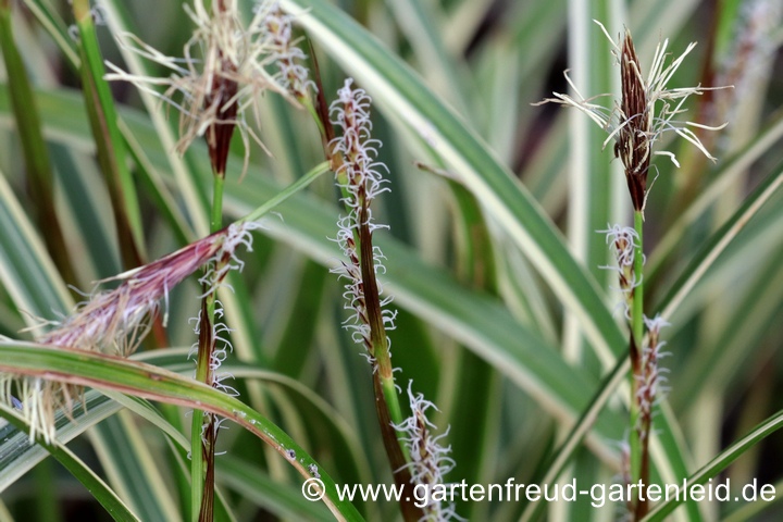 Carex foliosissima 'Ice Dance' – Teppich-Japan-Segge, Blütenstände Carex foliosissima 'Ice Dance' – Teppich-Japan-Segge, Blütenstände