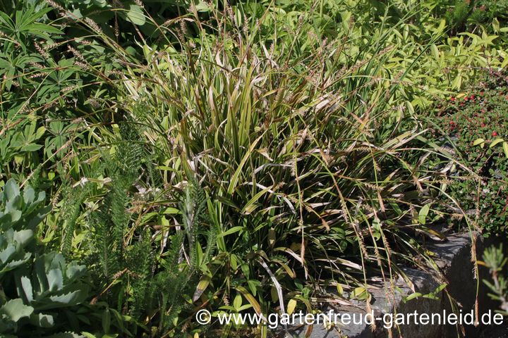 Carex foliosissima 'Ice Dance' – Teppich-Japan-Segge mit Winterschäden Carex foliosissima 'Ice Dance' – Teppich-Japan-Segge, mit Winterschäden