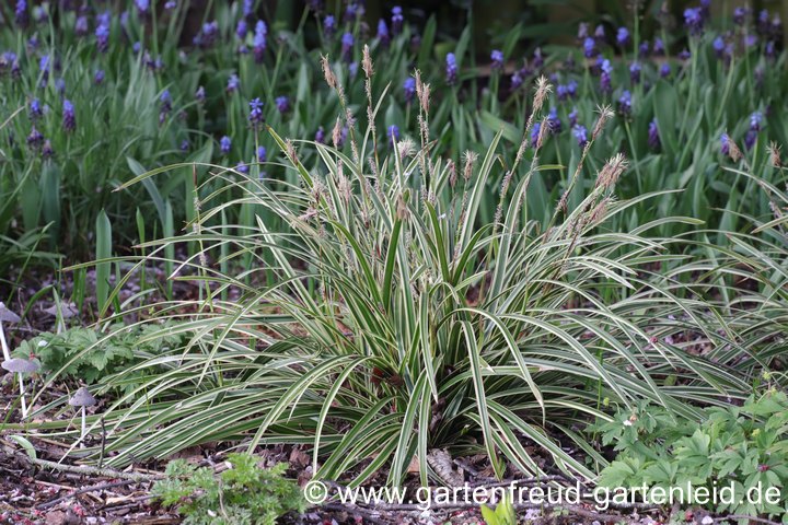 Carex foliosissima 'Ice Dance' &ndash; Teppich-Japan-Segge