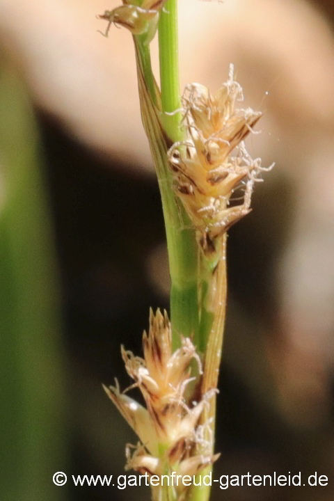 Carex foliosissima 'Icedance' – Teppich-Japan-Segge