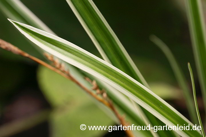 Carex foliosissima 'Icedance' – Teppich-Japan-Segge