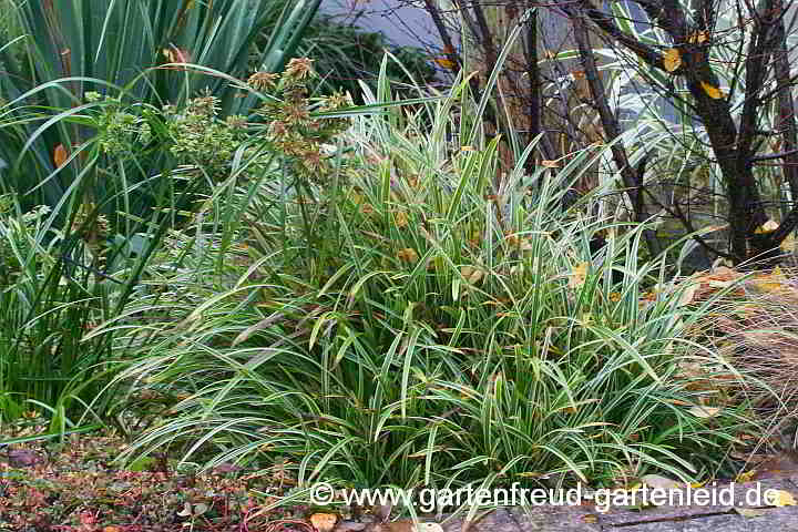 Carex foliosissima 'Icedance' – Teppich-Japan-Segge