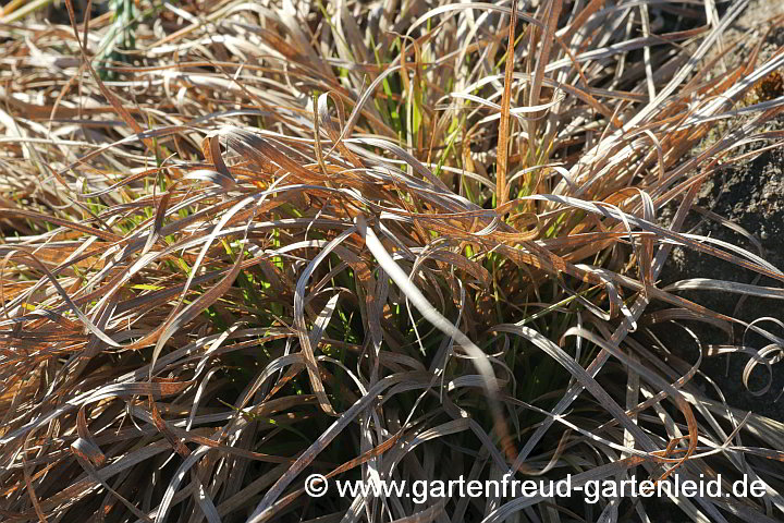 Carex montana – Berg-Segge, Austrieb ohne vorherigen Rückschnitt
