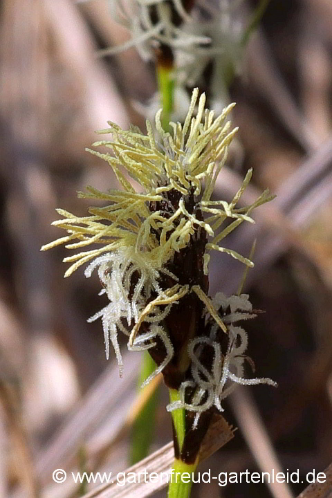 Carex montana – Berg-Segge, Blüte