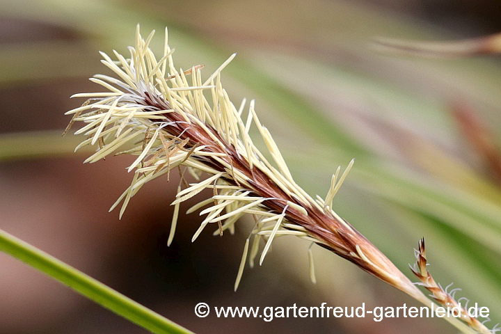 Carex morrowii 'Variegata' – Japan-Segge, Blütenstand